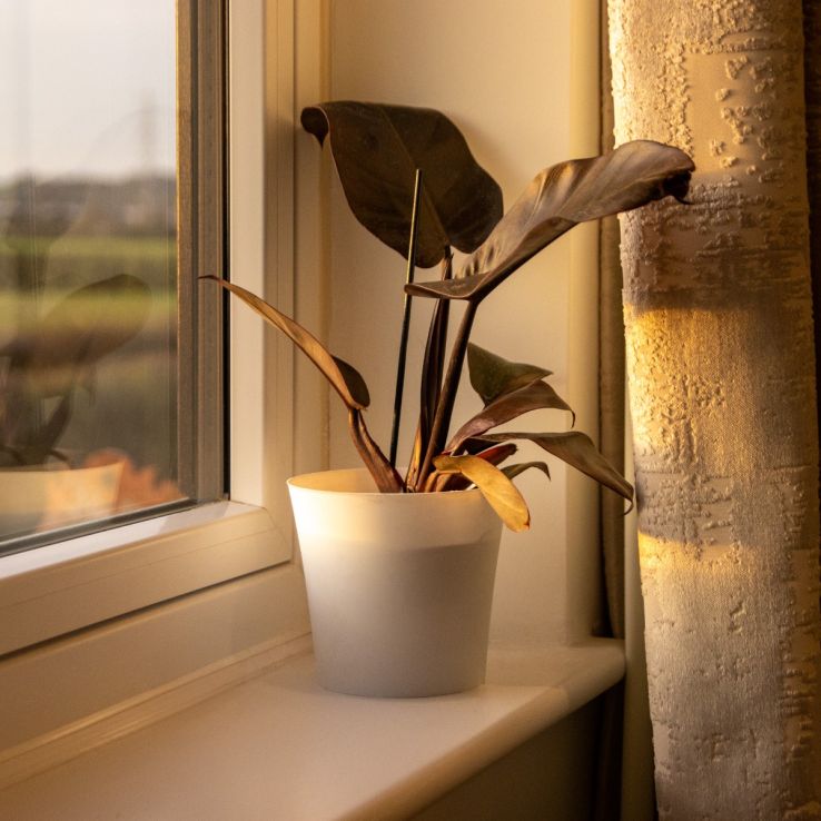 indoor watering hose for plants The Watering Vine - Indoor Hose For Shower