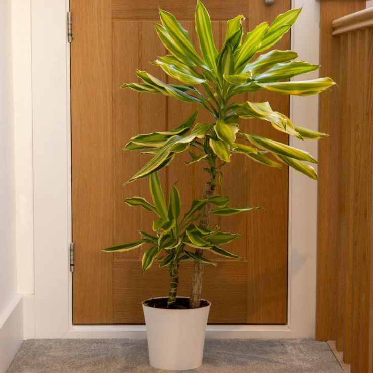 Dracaena fragrans 'Golden Coast' - Dragon Tree - 75cm