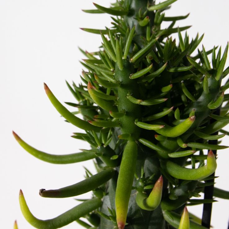 brown spots on dracaena Dracaena marginata 'Magenta' tips 8” at SPROUT HOME