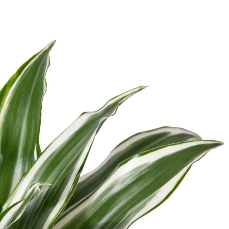 Dracaena fragrans 'White Jewel' - Dragon Tree Head - 25cm