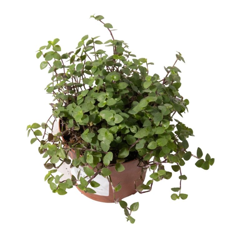 snake plant kaufen Bunte Bogenhanf | kaufen