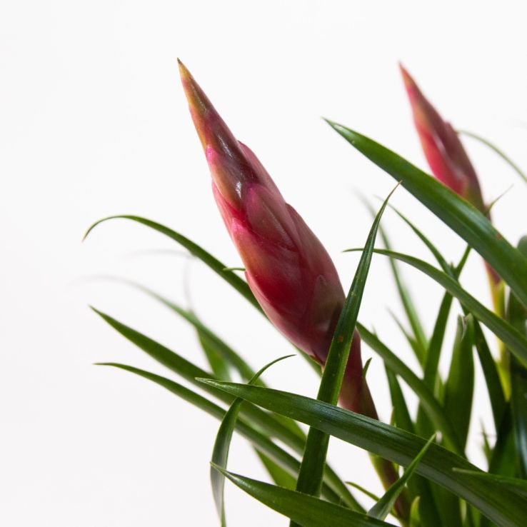 Vriesea Astrid - Flaming Sword Plant - 35cm