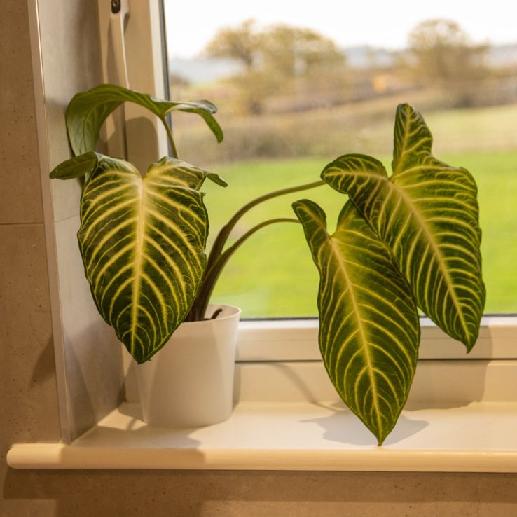 Anthurium Botanische Xanthosoma Lindeii main product photo