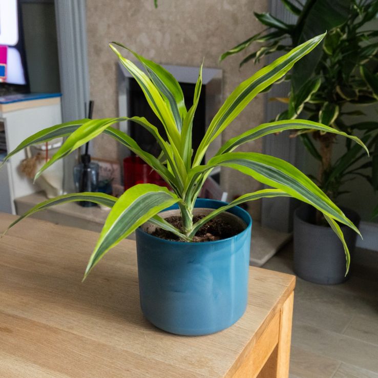 Dracaena lemon lime - Dragon Tree - 50cm main product photo