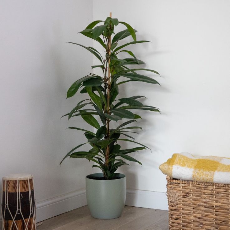 Ficus Cyathistipula - African Fig Tree - 100-110cm main product photo