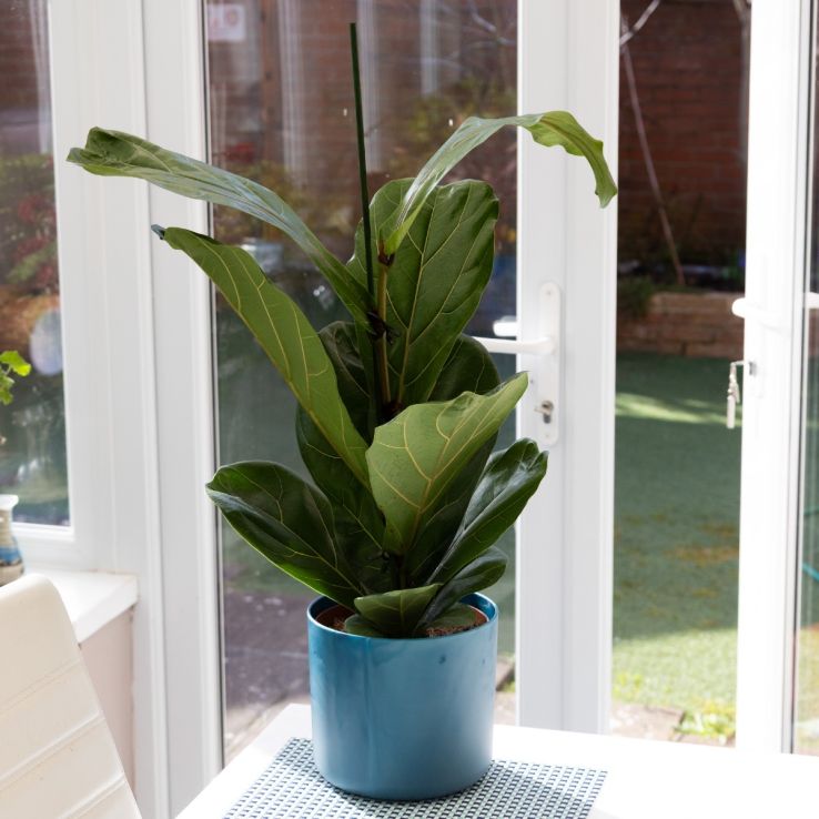 Ficus Lyrata - Fiddle Leaf Fig - 75cm main product photo