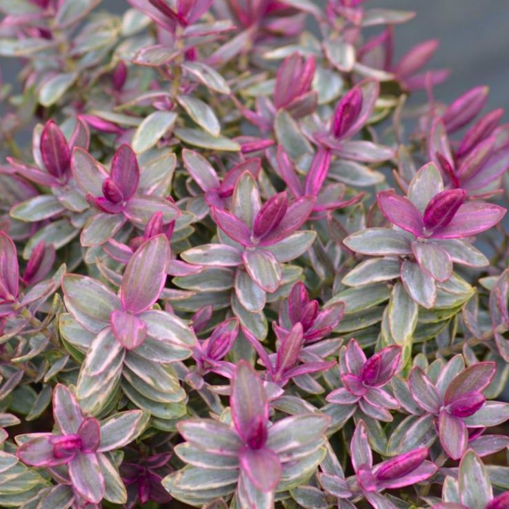 Hebe Silver Dollar - Shrubby Veronica Silver Dollar main product photo