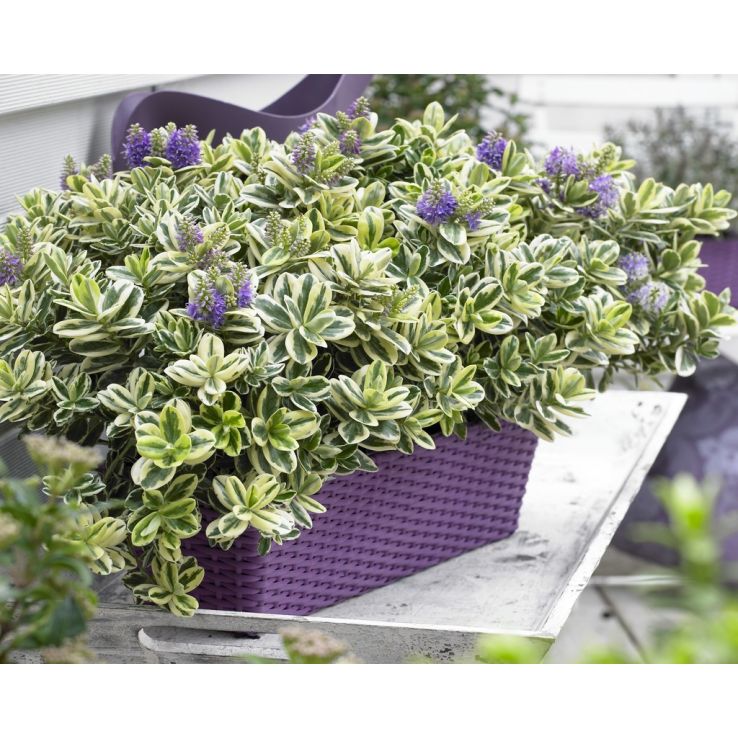 lupinen saatgut kaufen Lupine Gallery Blau Saatgut – Staude online