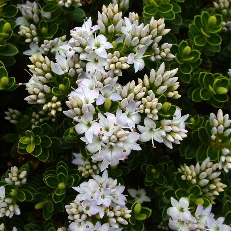 Hebe Vernicosa - Varnished Hebe main product photo