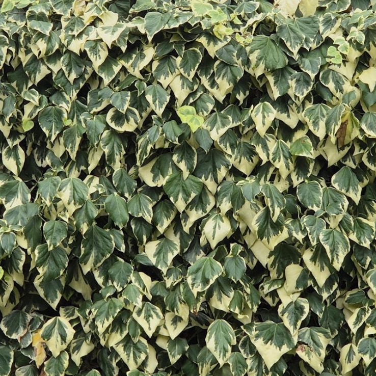 Hedera canariensis Gloire de Marengo - Large Leaf Variegated Ivy main product photo