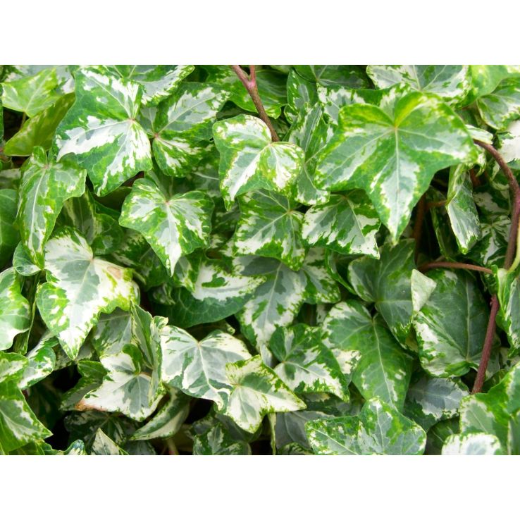 Hedera White Ripple