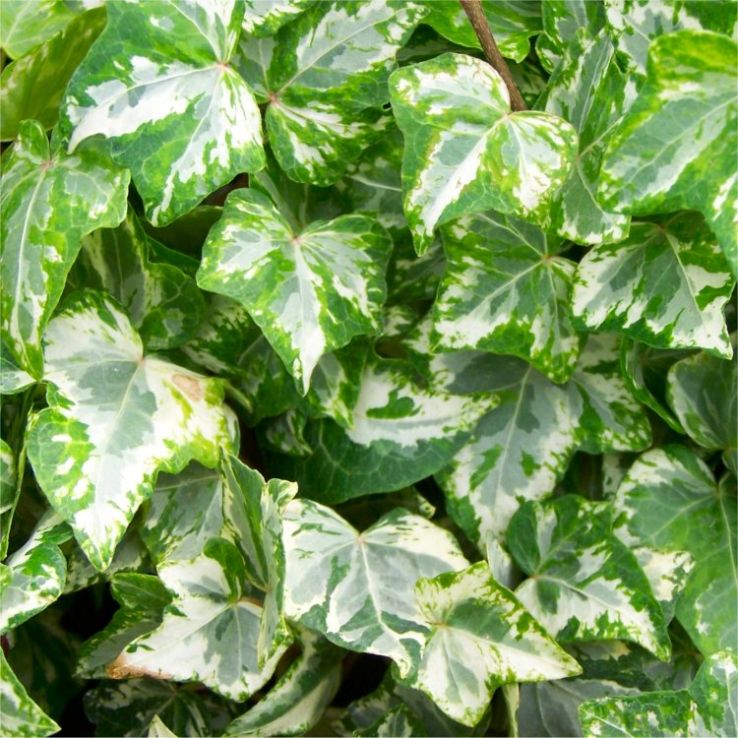 pflanze hedera Hedera helix 'Wonder' – iedera englezeasca verde, rezistenta si versat –  Secret Garden Plant Shop main image 1