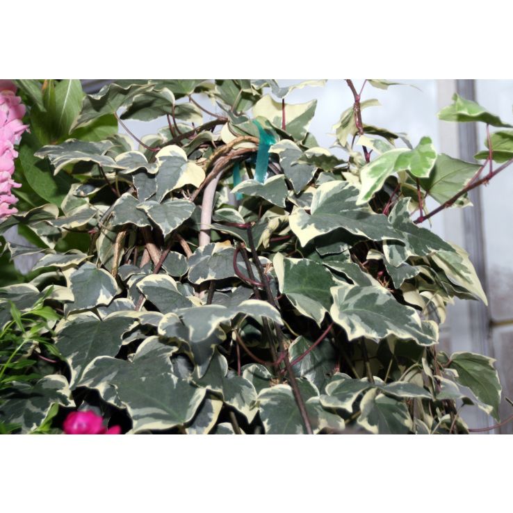 Hedera canariensis Gloire de Marengo - Large Leaf Variegated Ivy