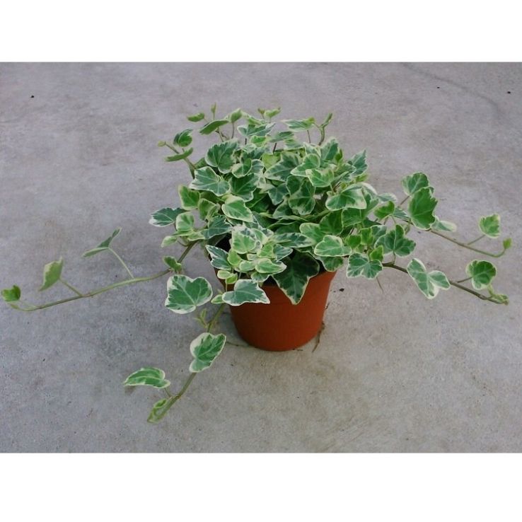 Hedera White Ripple
