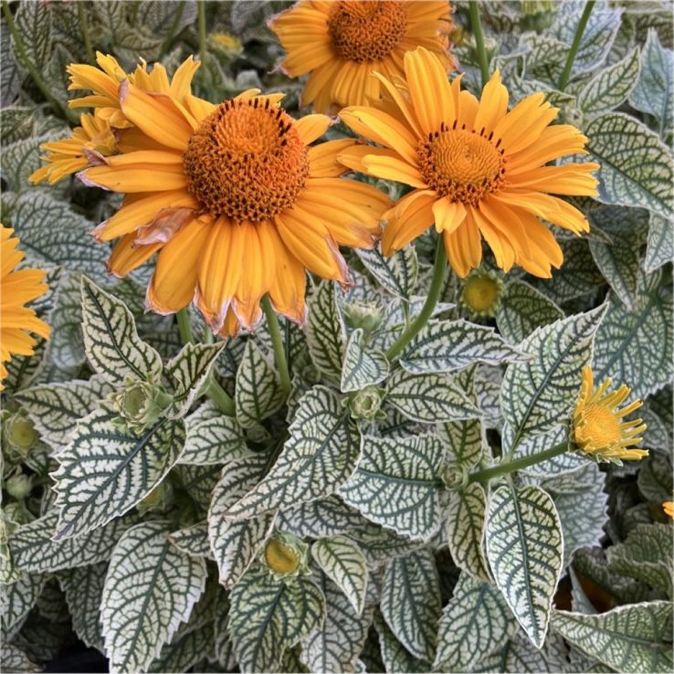 Heliopsis helianthoides ‘Solar Flare’ - In Bud & Bloom main product photo