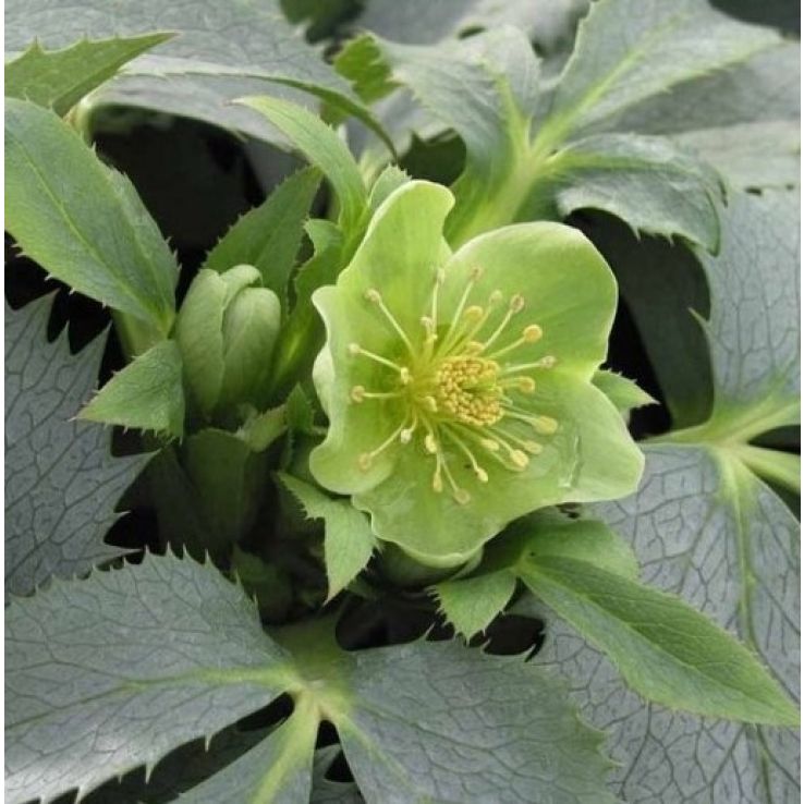 Helleborus Silver Lace main product photo