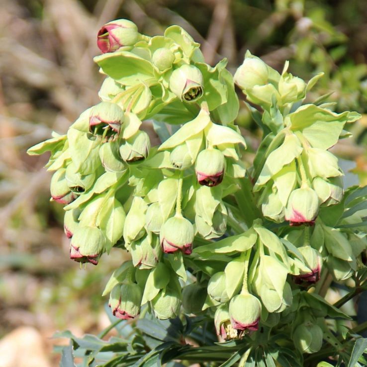 Helleborus foetidus 'Wester Flisk' main product photo