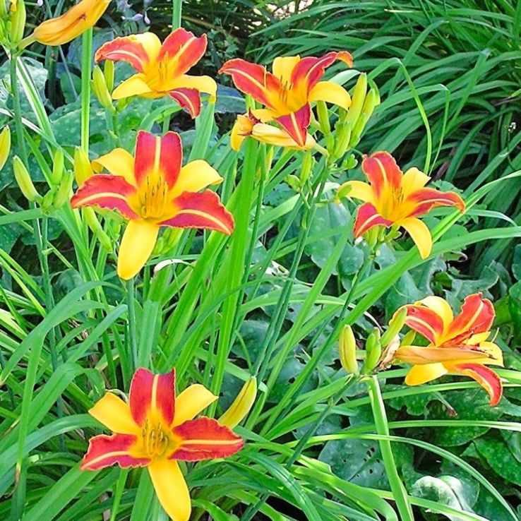 houseonthehill yellowflower ロンティ 80サイズ Hemerocallis ''Frans Hals'' - Daylily