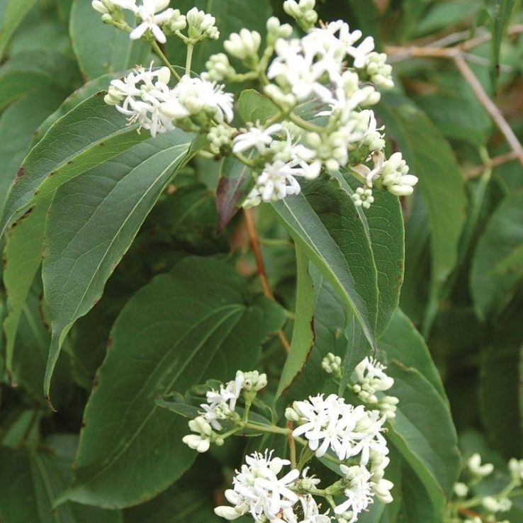 Heptacodium miconioides - Seven Son Flower main product photo