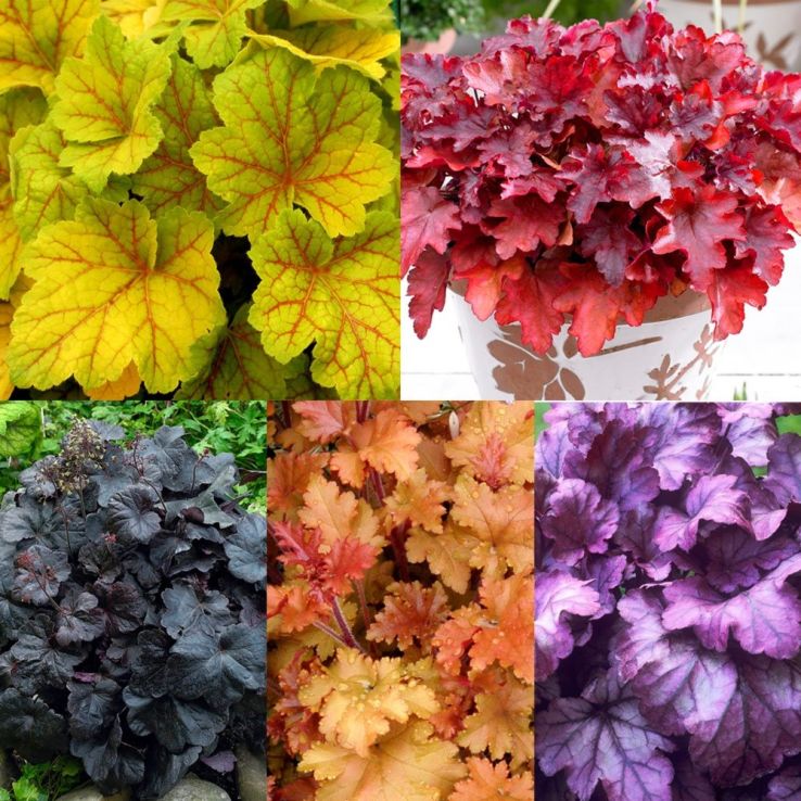 Handsome Heuchera Collection - Pack of FOUR Evergreen Plants main product photo