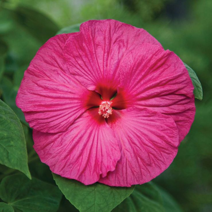 Hibiscus 'Honeymoon Rose' main product photo