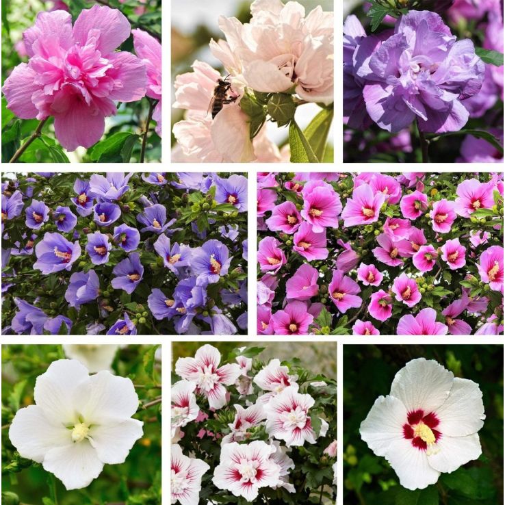 Three Plant Hibiscus Collection - Hardy Tropical looking Blooms main product photo