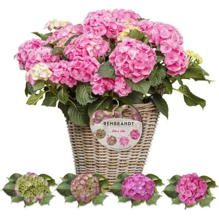 Hydrangea Rembrandt Dolce Chic Pink