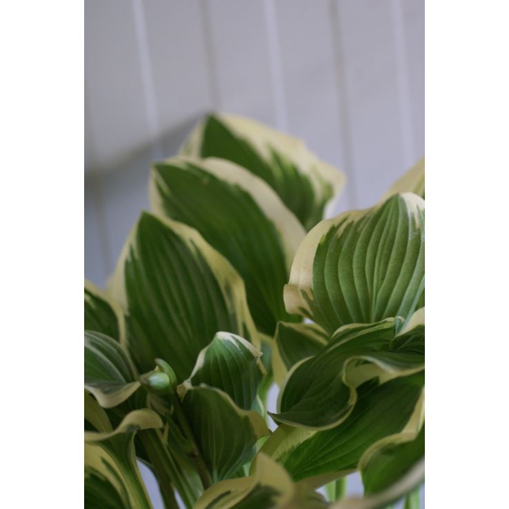Hosta 'Poker' main product photo