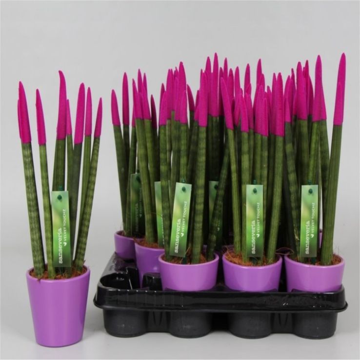 Sansevieria Velvet Touchz Hot Pink