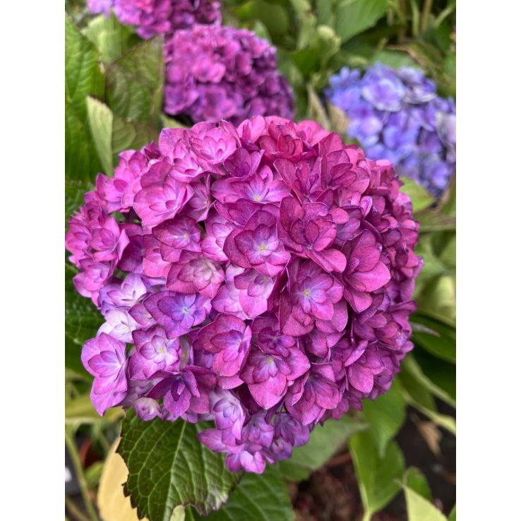 GIANT MOPHEAD Hydrangea Anastasia - Large Flowered Mophead