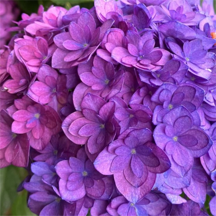 GIANT MOPHEAD Hydrangea Anastasia - Large Flowered Mophead