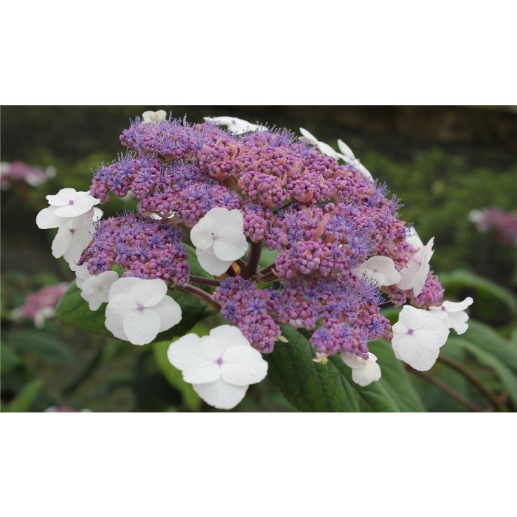 Hydrangea aspera macrophylla - Velvet & Lace Sargent Hydrangea Plant