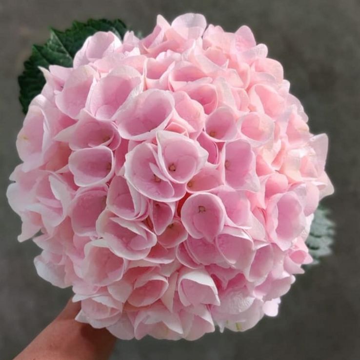 GIANT SOFT BABY PINK MOPHEAD Hydrangea 'Touch of Pink' - Large Flowered Mophead Hydrangea - XXXL Plants main product photo