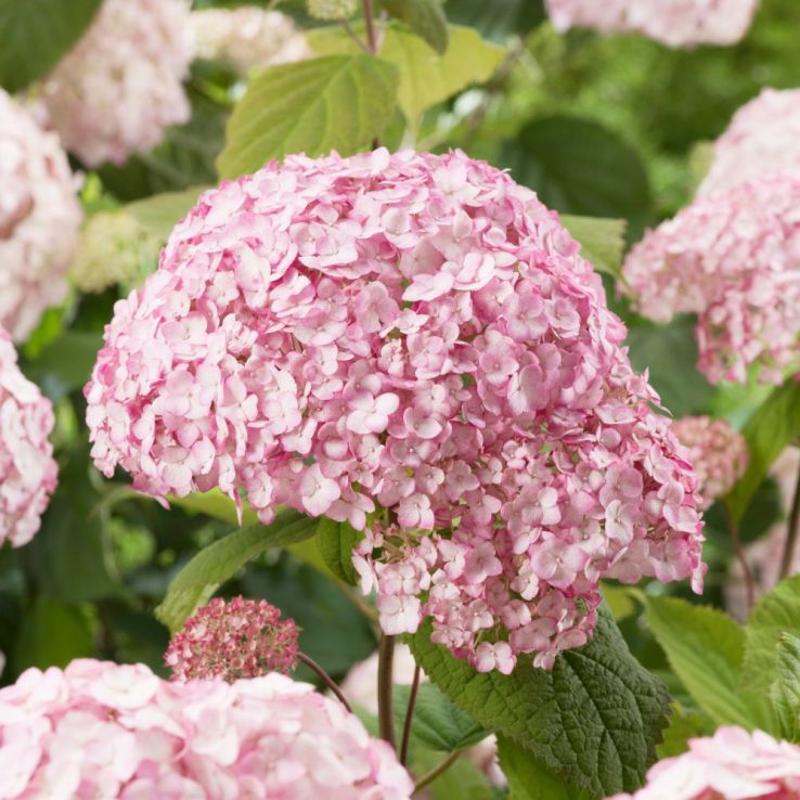Hydrangea arborescens 'Candybelle Bubblegum' main product photo