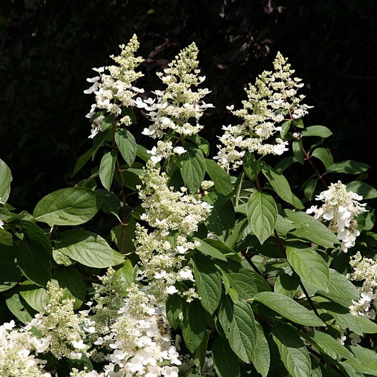 Hydrangea paniculata 'Unique' main product photo