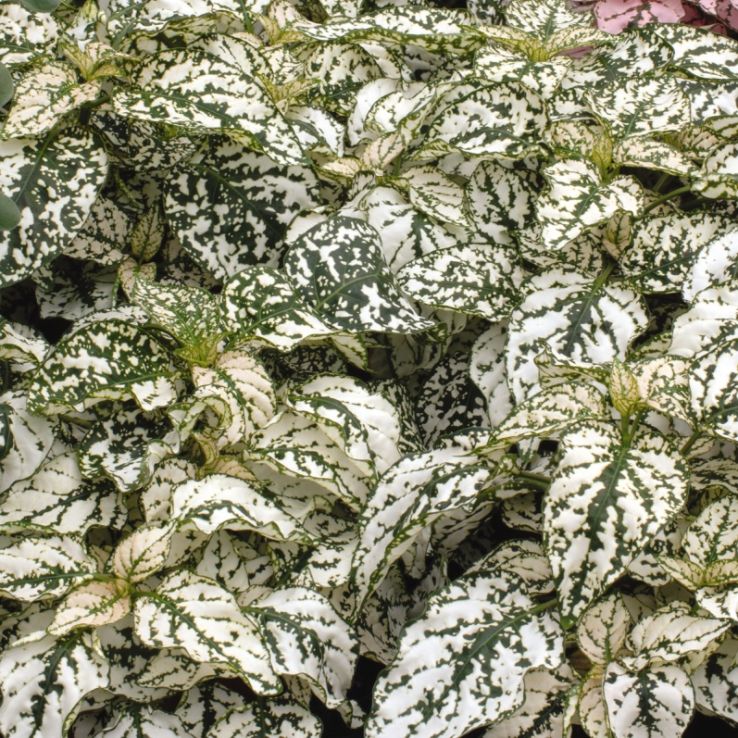Hypoestes Splash White - Polka Dot Plant main product photo