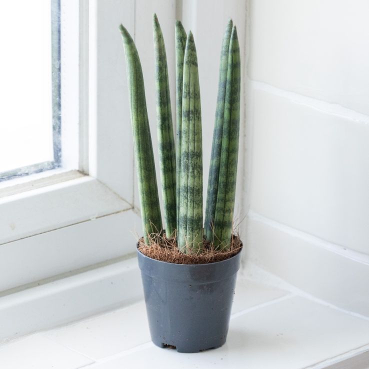Sansevieria Cylindrica 'Spaghetti' - African Spear Plant main product photo