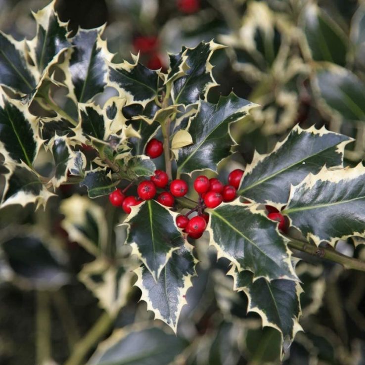 Ilex aquifolium 'Argentea Marginata' - Silver-margined Holly main product photo