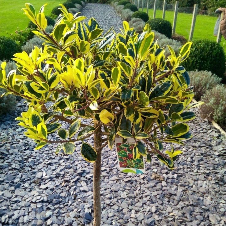 Ilex Golden Van Tol - Standard Female Holly Tree main product photo