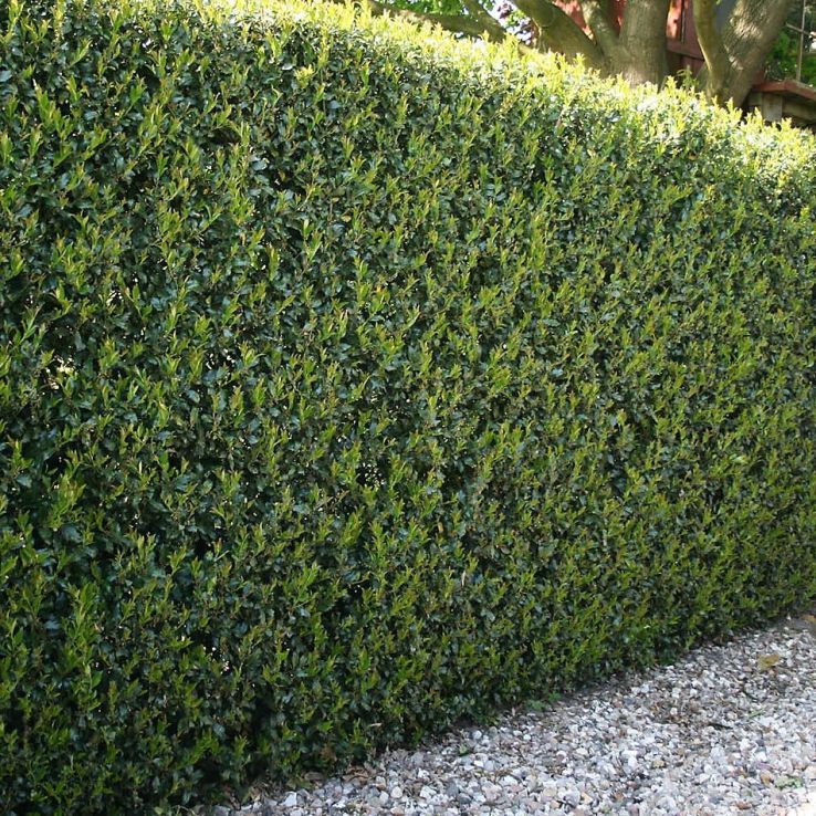 XXXL Ilex crenata Green Hedge Plants - circa 6-7ft tall - Pack of TEN Hardy Box-leaved Hedging main product photo
