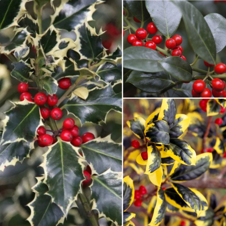 Pack of THREE Lovely Holly Plants - ALL DIFFERENT main product photo