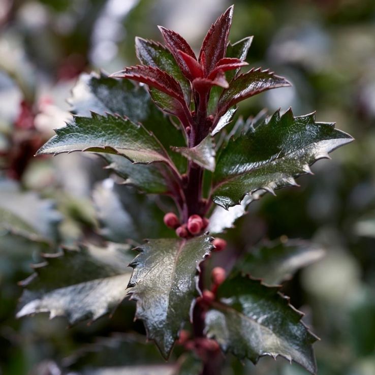Ilex x meserveae 'Gentle' main product photo