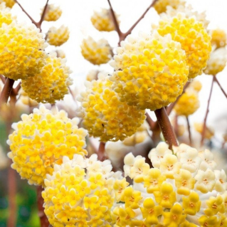 Edgeworthia chrysantha 'Nanjing Gold' - Paperbush - LARGE Heavy Specimen Plants - In Bud & Bloom main product photo