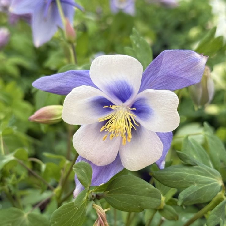 Aquilegia Swan Series Mixed - FIVE Plants - Columbine - Grannys Bonnet