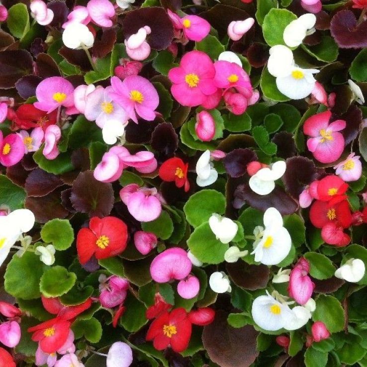 Begonia semperflorens Mixed main product photo