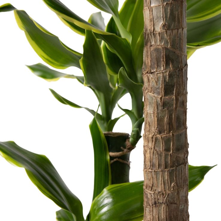 drachenbaum topf Bambus-Drachenbaum | Dracaena surculosa main image 0