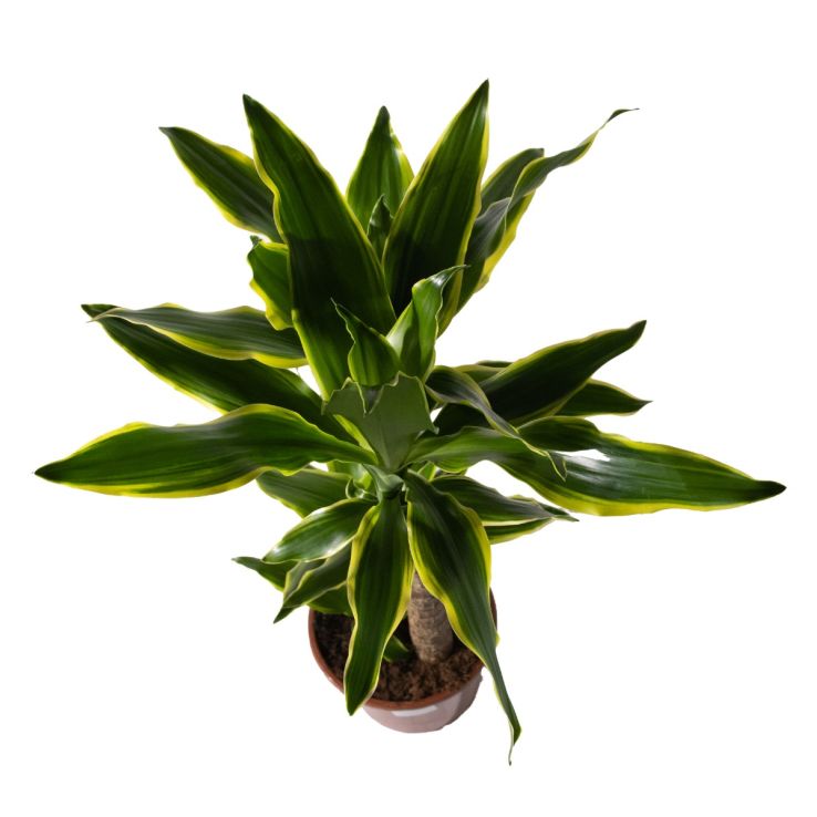Dracaena fragrans 'Golden Coast' - Dragon Tree - 75cm