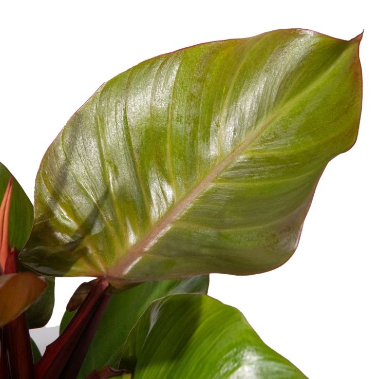 philodendron silver sword vs silver queen Philodendron hastatum 'Silver Queen' – Foliage Factory