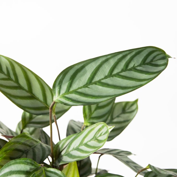 Calathea 'Compact Star'