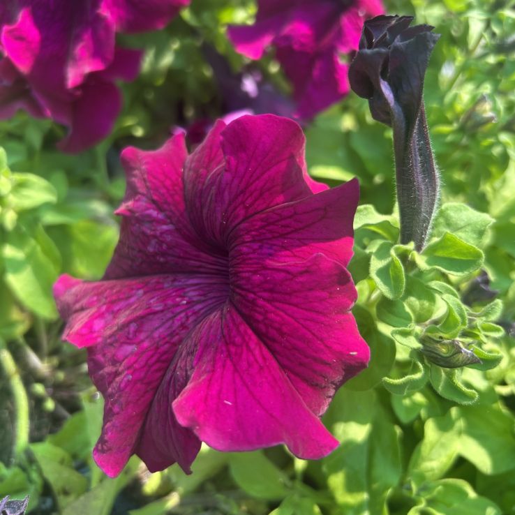 Petunia Ultra Burgundy main product photo